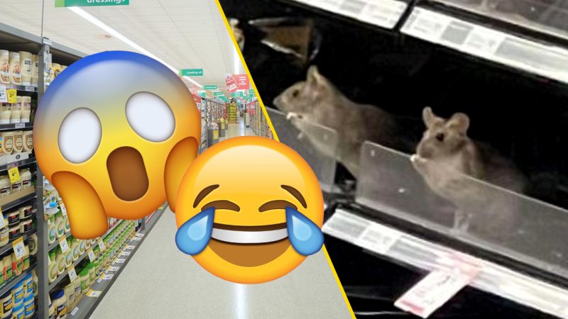 Kiwis are sharing some crack up reactions to two rats spotted in a Dunedin supermarket