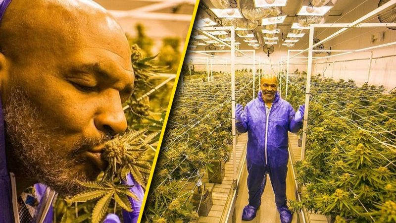 WATCH: Mike Tyson claims he smokes $40K worth of weed a month