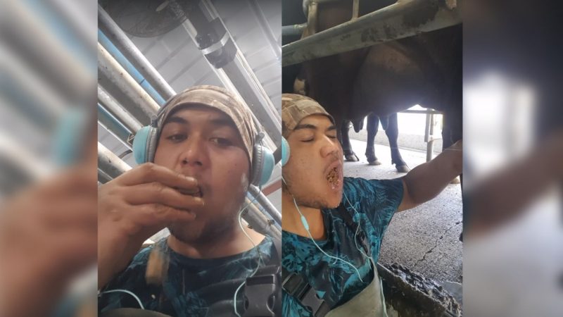 WATCH: Whangarei farmer's crack up milk and cookie challenge goes viral