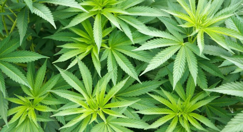 81-year-old Tauranga man appears in court after Police find up to $260K worth of cannabis in his home