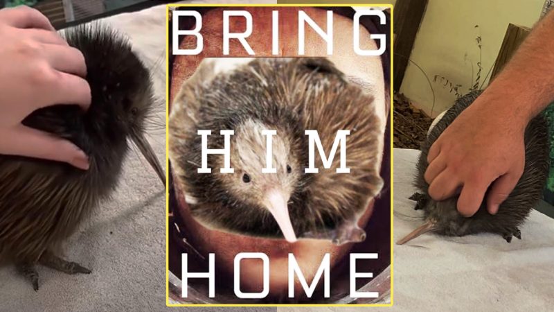 NZers want mistreated Kiwi sent back home from US and are using crack-up memes to do the mahi