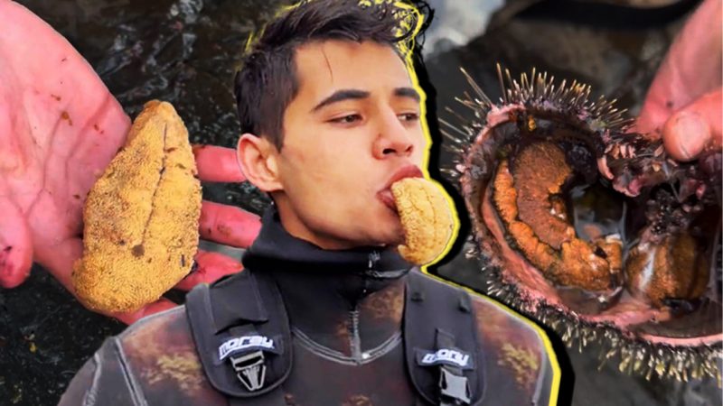 ‘WTF is that?‘: Kiwi diver goes viral for slurping a Kina and confusing people around the world