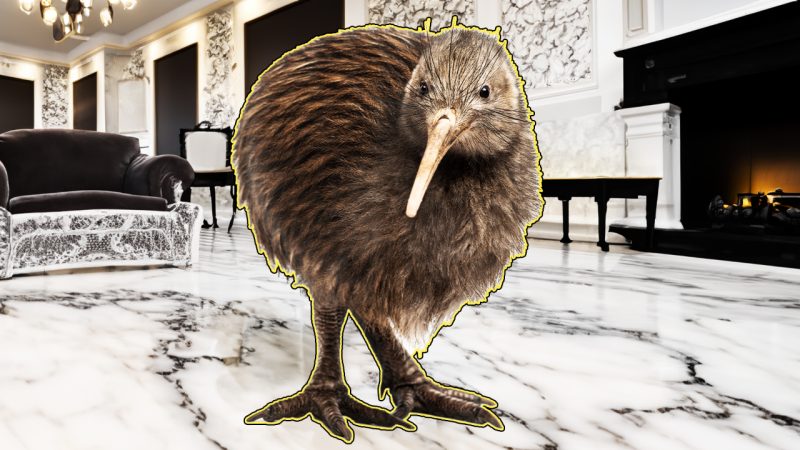 Miami zoo making a brand new, 'second-to-none' crib for Paora, the Kiwi they mistreated