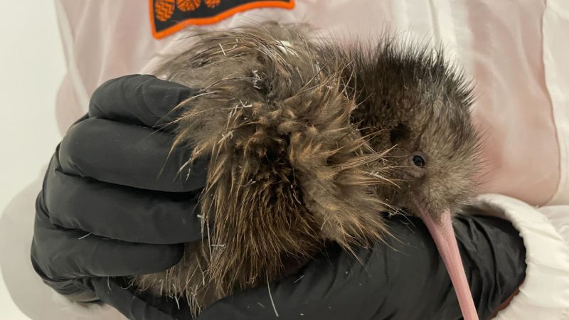 Aotearoa’s National Kiwi Hatchery just opened in a new spot and already welcomed a baby chick