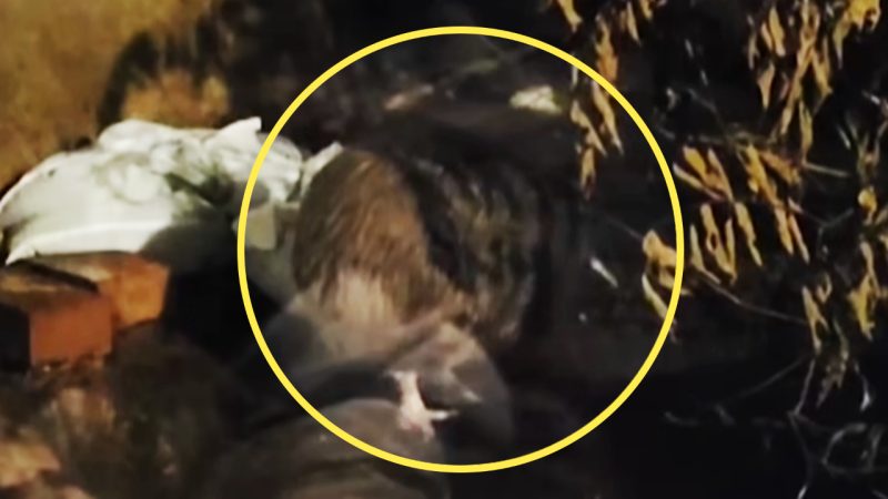 Japanese zoo responds after footage shows Kiwi bird being kept in 'horrible' enclosure