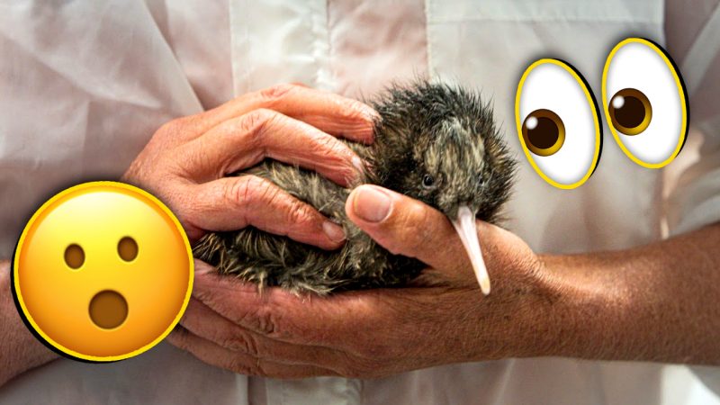NZ's National Kiwi Hatchery just revealed the beautiful Te Reo name given to its 2500th chick